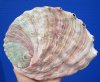 6-3/4 x 5-1/4 inches Red Abalone Shell for Sale - Buy this one for $21.99
