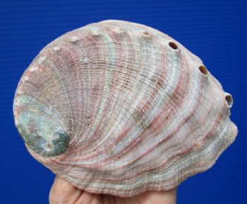 5-1/4 by 4-1/4 inches red abalone shell for<font color=red> $17.99</font> Plus $8.00 Postage