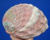 6-7/8 by 5 inches Large Red Abalone Shell for Smudging - You are buying this one for $21.99