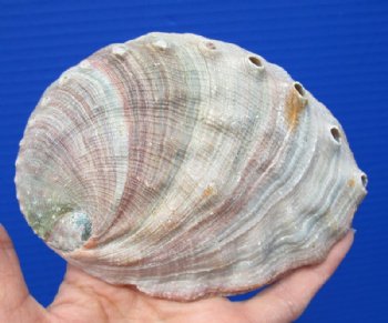 6-3/8 by 4 inches Red Abalone Shell for Smudging for $21.99