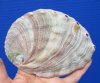 6-3/8 by 4 inches Natural Red Abalone Shell for Smudging and Decorating -Buy this one for <font color=red>$21.99</font> Plus $6.25 1st Class Mail