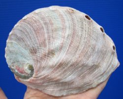 5-1/8 x 4 inches Red Abalone Shell for <font color=red> $17.99</font> Plus $7.50 Postage