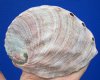 5-1/8 x 4 inches Red Abalone Shell for Sale - Buy this one for <font color=red> $17.99</font> Plus $6.25 1st Class Mail