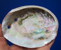 5-1/8 x 4 inches Red Abalone Shell for <font color=red> $17.99</font> Plus $8.00 Postage