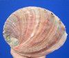 6-3/4 x 5 inches Large Natural Red Abalone Shell for Smudging for $21.99