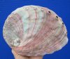6-3/4 by 5-1/4 inches Red abalone shell for smudging for $21.99