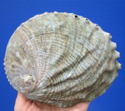 5-3/4 by 4-3/8 inches natural green abalone shell for smudging and decorating  - Buy this one for <font color=red> $14.99</font> Plus $6.25 1st Class Mail