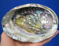 5-3/4 by 4-3/8 inches natural green abalone shell for smudging and decorating  -  Buy for $14.99