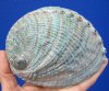 5-1/4 by 4-1/4 inches Natural green abalone shell for sale - Buy this one for <font color=red> $14.99</font> Plus $6.25 1st Class Mail