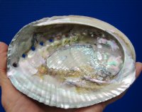 5-1/4 by 4-1/4 inches Natural green abalone shell - <font color=red> $14.99</font> Plus $8.00 Postage