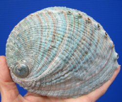 5-1/4 by 4-1/4 inches Natural green abalone shell - <font color=red> $14.99</font> Plus $7.50 Postage