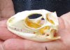 2-1/2 inches Discount Priced Green Iguana Skull for Sale  (Grade B Quality) - Buy this one for  <font color=red> $39.99</font> Plus $7.50 First Class Mail
