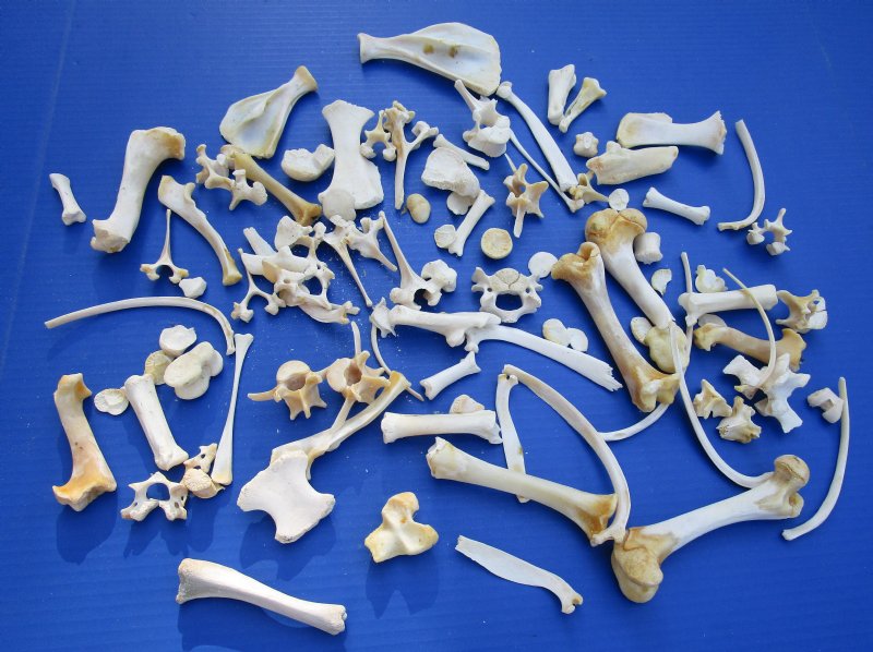 100 Mixed Wild Boar, Hog, Pig Bones 1/2 to 6 inches