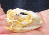 2 inches Bargain Priced Real Green Iguana Skull for Sale (Grade B Quality)  - Buy this one for <font color=red>$29.99</font> (Plus $7.50 First Class Mail)