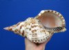 10 inches Large Atlantic Triton Trumpet Shell for Sale - You are buying this one for $37.99