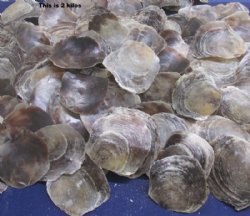 Natural Rough Cut Saddle Oyster Shells in Bulk (5 Bags Per Case of 4.4 pounds each) - Case of 10 kilos @ $4.05 a kilo