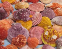 Naturally Colorful Pecten Nobilis Scallop Shells in Bulk - 2-1/2 to 3-1/2 inches -  4.4 pounds @ $13.80 a bag; 3 bags @ $12.80 a bag