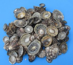 1-1/4 to 2-1/2 inches Natural Brown Limpet Shells <font color=red> Wholesale</font> - Case: 20 kilos @ $12.00 a kilo