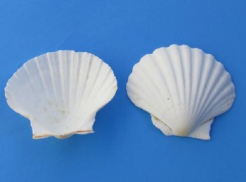 4 to 4-7/8 inches Great Scallop Baking Shells Bulk - 50 @ .70 each; 100 @ .56 each