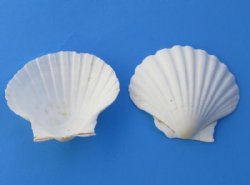 Bulk White Great Scallop Baking Shells (4"-4.8") Pecten maximus - 50 @ .80; 100 @ .72 each