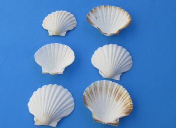 Bulk White Great Scallop Baking Shells (4"-4.8") Pecten maximus - 50 @ .80; 100 @ .72 each