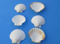 4 to 4-7/8 inches Great Scallop Shells, Irish Baking Shells for Baking Seafood and Shell Crafts - <font color=red> Bulk Case</font> of 250 @ .36 each