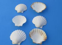 4 to 4-7/8 inches Great Scallop Baking Shells Bulk - 50 @ .70 each; 100 @ .56 each