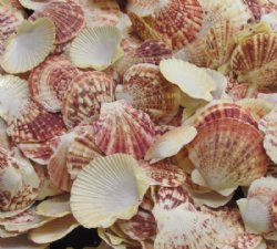Small Pecten Lentigious Shells in Bulk 2 to 3 inches - 4.4 pounds @ $7.40 a bag; 3 @ $6.40 a bag