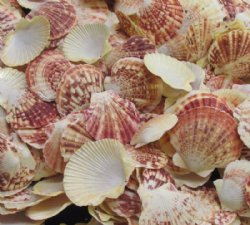 Small Pecten Lentig...
