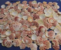 Small Pecten Lentigious Shells in Bulk 2 to 3 inches - 4.4 pounds @ $7.40 a bag; 3 @ $6.40 a bag