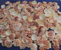 2 to 3 inches Small Pectin Lentigious Shells in Bulk Case of 20 kilos (44 pounds) @  $2.65 a kilo
