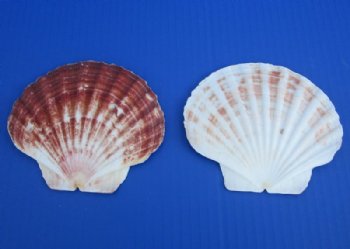 3-1/2 to 4-7/8 inches Irish Flat Shells i Bulk, Great Scallop, Pecten Maximum - 1 Case of 250 @ .36 each; <font color=red>2 Wholesale Cases</font> of 250 each @ .35 each 