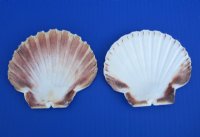 3-1/2 to 4-7/8 inches Irish Flat Shells i Bulk, Great Scallop, Pecten Maximum - 1 Case of 250 @ .36 each; <font color=red>2 Wholesale Cases</font> of 250 each @ .35 each 