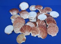 3-1/2 to 4-7/8 inches Irish Flat Shells i Bulk, Great Scallop, Pecten Maximum - 1 Case of 250 @ .36 each; <font color=red>2 Wholesale Cases</font> of 250 each @ .35 each 