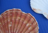 3-1/2 to 4-7/8 inches Irish Flat Shells i Bulk, Great Scallop, Pecten Maximum - 1 Case of 250 @ .36 each; <font color=red>2 Wholesale Cases</font> of 250 each @ .35 each 