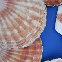 3-1/2 to 4-7/8 inches Irish Flat Shells i Bulk, Great Scallop, Pecten Maximum - 1 Case of 250 @ .36 each; <font color=red>2 Wholesale Cases</font> of 250 each @ .35 each 