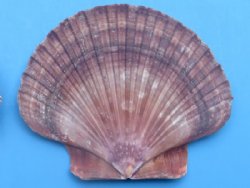 Flat San Diego Scallop Shells, Mexican Flats 2-1/2 to 3-1/4 inches - 4.4 lbs bag @ $16 a bag; 2 bags @ $14.40 a bag