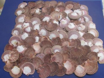 San Diego Scallop Shells<font color=red> Wholesale</font>  – Bulk 20kg Case  (2.5"-3.25") - $4.50 a kilo