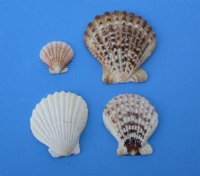 Small Pecten Radula Scallop Shells for Crafts, 2 to 3-1/4 inches - 4.40 pound bag @ $5.80; 3 bags @ $4.80 a bag 