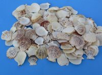 Small Pecten Radula Scallop Shells for Crafts, 2 to 3-1/4 inches - 4.40 pound bag @ $5.80; 3 bags @ $4.80 a bag 