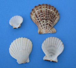 Small Pecten Radula Scallop Shells for Crafts, 2 to 3-1/4 inches - 4.40 pound bag @ $5.80; 3 bags @ $4.80 a bag 