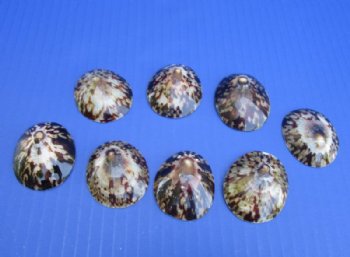 1-1/4 to 2 inches Polished Brown Limpet Shells <font color=red> Wholesale</font> -300 @ .35 each