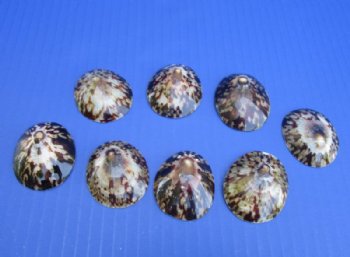 1-1/4 to 2 inches Polished Brown Limpet Shells for Crafts -100 @ .56 each