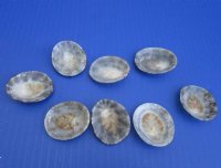 1-1/4 to 2 inches Polished Brown Limpet Shells <font color=red> Wholesale</font> -300 @ .35 each