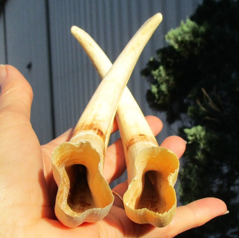 83/4 and 85/8 inches Pair of African Warthog Tusks for Sale 7 ounces