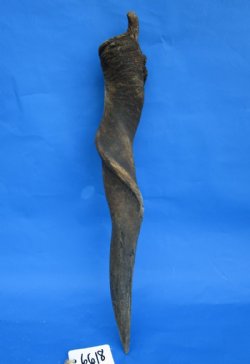 26-1/2 inches African Bull Eland Horn for Sale for $59.99