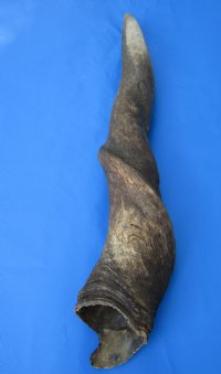 26-1/2 inches African Bull Eland Horn for Sale for $59.99