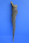 25-1/2 inches African Bull Eland Horn for Sale - Buy this one for $59.99