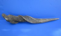 25-1/2 inches African Bull Eland Horn for $59.99