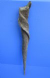 27 inches Authentic Bull Eland Horn for Sale - Buy this one for $59.99
